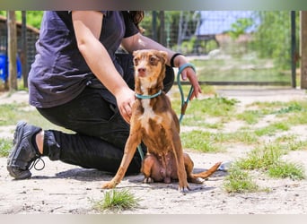 Caju, Mix Pinscher / Chihuahua, lieb und sozial