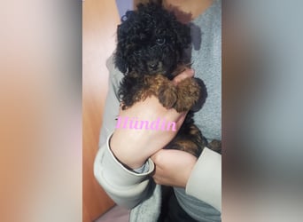 3 Minipudel/Zwergpudelwelprn hypoallergen!