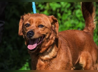 Amora, Mix Dackel / Pinscher, lieb und verträglich