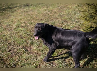 Ingmar: Dein treuer Begleiter!