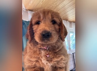 Goldendoodle mini Medium Doodle Abgabe an Pfingsten