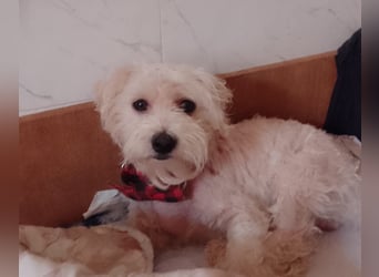 MAX, unser Bichon-Mix, sucht eine Familie....