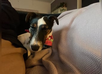 Romi-SI, hübsche Foxterrierdame sucht Rasseliebhaber