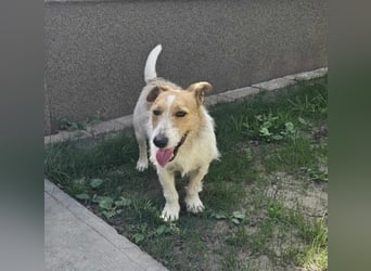 Lazar Jack-Russel-Mix Rüde ca. 5 Jahre alt in Ungarn