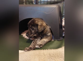 Wunderschöne Labrador-Mix Welpen