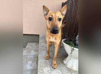 Kubu, geb. 01.06.2024, 40 cm, sucht ein Für-Immer-Zuhause