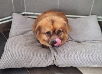 Moritz - sucht seine Familie!