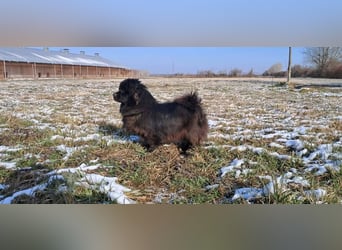 Bucka, ruhige und liebe Hündin sucht ein Zuhause