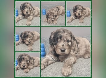 Aussiedoodle Traum ! Bezaubernde Welpen in tollen Farben aus erfahrener+überprüfter Familienaufzucht