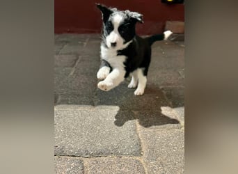 Border Collie welpen