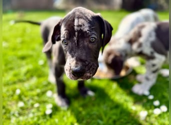 Superschöne nicht ganz reinrassige Deutsche Doggenwelpen können bald ausziehen