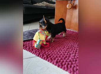 Yorkshire-Terrier Welpen,  reinrassig mit Ahnentafel sofort abgabebereit