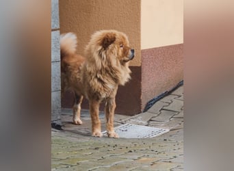 Bella - eine Schönheit sucht ihr Zuhause für immer