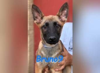 Bruno9 11/2024 (ESP) - sportlicher Malinois-Schäferhund-Mix Welpe!