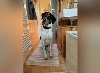 Olaf, große Schönheit, ca. 2 Jahre, 67 cm, 35 kg *in 34128 Kassel*