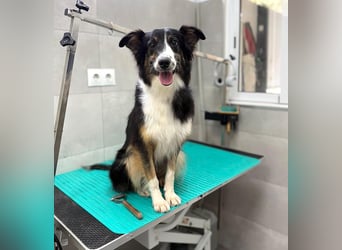 Freya – junge Border-Collie-Dame mit großem Herzen