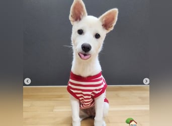 kleine weiße fröhliche Hundedame sucht Körbchen geb. 7 2024, 12 kg