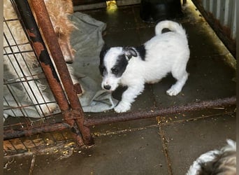 Welpe Zoe sucht ein schönes Zuhause