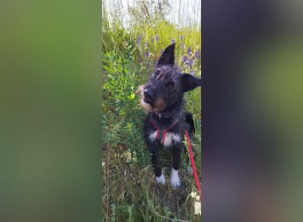 Süsse Phoebe sucht ihr Für-Immer-Zuhause!