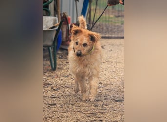 Lurkó VA – Aktiver Pumi-Mix sucht bewegungsfreudige Menschen