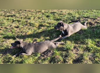 Süße Labradorwalmaraner/ American bully (pocket) Mix