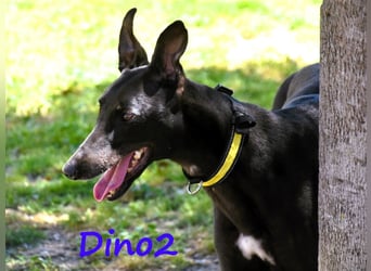 Dino2 03/2022 (ESP) - sehr verschmuster, aufgeschlossener und neugieriger Galgo Ingles!