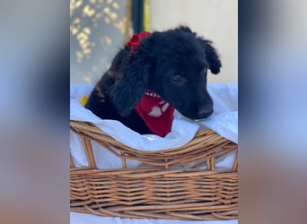Bari LM - Zuhause gesucht – Neun kleine Hundekinder auf großer Mission