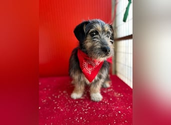 Charlie, Dackel-Mix, Rüde, geb. 20.08.2024, ca. 29 cm