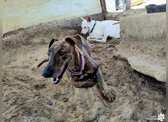 Elonia - auch für Galgoanfänger geeignet