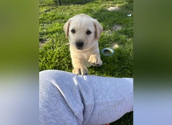Traumhafte Labrador Retriever Welpen mit Ahnentafel-Abgabebereit-