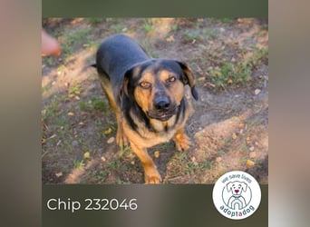 Chip 232046: Sucht ein Zuhause