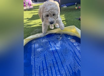Labradoodle