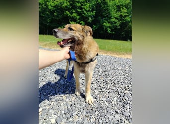 Sonnenschein Benji sucht sein Happy End, Schäferhund Mischling