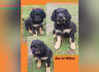 Hovawart Welpen ohne Papiere