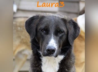 Laura3 06/2019 (GRC) - schüchterne Schönheit wünscht sich ein ruhiges Zuhause!