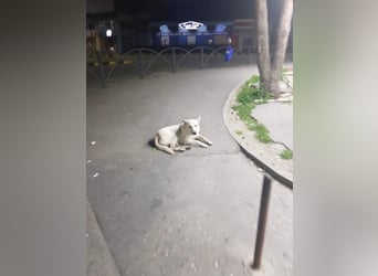 White Bear sucht ein Zuhause
