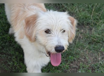 Pfiffige Suki sucht ihre Menschen