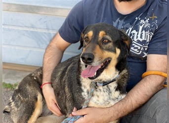 Juanita - Hündin in Spanien
