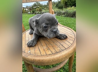 Französische Bulldogge