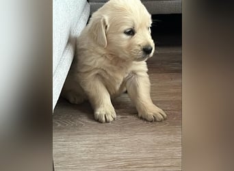 Golden Retriever Welpen abzugeben