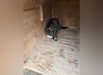Flint - Hundeflüsterer gesucht