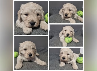 Goldendoodle Medium - noch 2 traumhafte Hündinnen abzugeben. Langjährige, überprüfte Zucht.