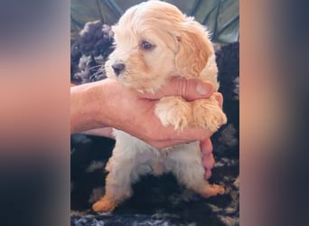 Wunderschöne Maltipoo Welpen
