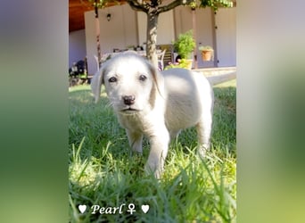 Biscuit, Casper, Pearl, Lily und Dove  suchen ihre Familie ab Oktober