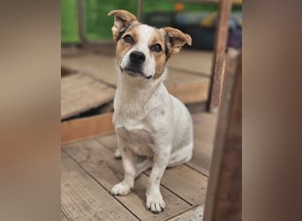 Didier - freundlicher, aktiver, verspielter kleiner Jack Russel-Mix Rüde / z.Zt. noch in Rumänien