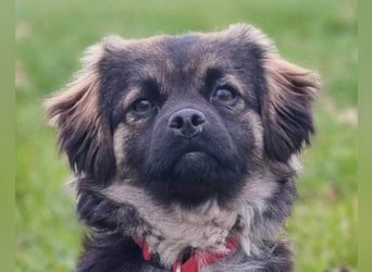 Kleine, feine ♥Roma♥ auf Körbchensuche