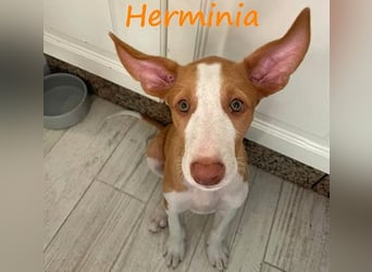 Herminia geb. 03/2025 (ESP) - menschenbezogene Podenco Ibicenco Welpin!