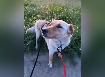 Supersozialer ZACK freut sich auf Pflegestelle Kammlach dich kennenzulernen
