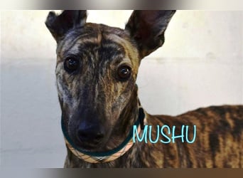 ❤️MUSHU, Galgo Espanol❤️