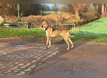 Mischlingsrüde "Figo" sucht Erfahrene Hundehalter